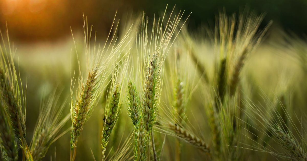 Cos’è la birra agricola e in cosa si differenzia dalla birra artigianale